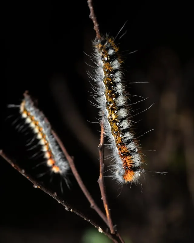 lutter contre les chenilles processionnaires