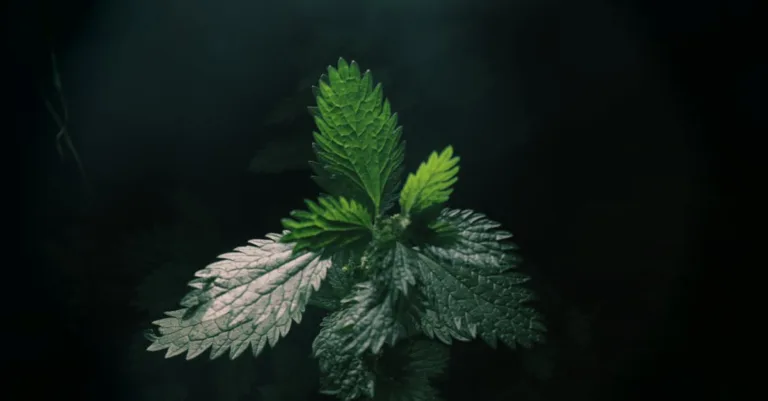 découvrez comment utiliser le purin d'ortie pour fertiliser vos plantes naturellement et stimuler leur croissance de manière écologique.