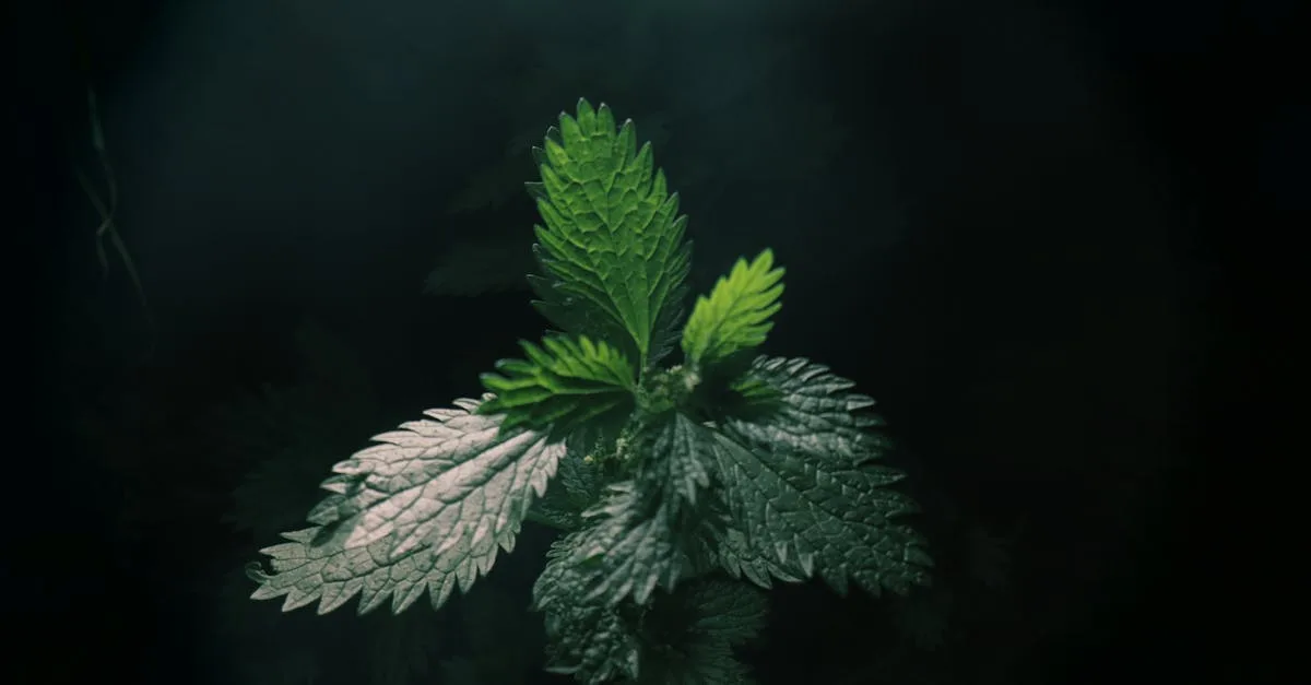 découvrez comment utiliser le purin d'ortie pour fertiliser vos plantes naturellement et stimuler leur croissance de manière écologique.