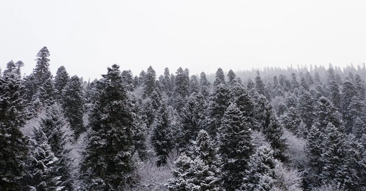 découvrez tout sur l'oïdium, une maladie fongique commune affectant les plantes, ses symptômes, causes et solutions pour protéger vos cultures efficacement.