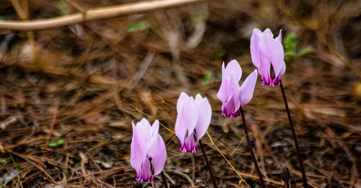 découvrez comment prendre soin de votre cyclamen avec des conseils pratiques sur l'arrosage, l'exposition à la lumière, la température et la fertilisation pour garder votre plante en bonne santé toute l'année.