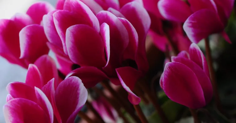 découvrez comment prendre soin de votre cyclamen : conseils pour l'arrosage, l'exposition, la taille et la protection de cette plante élégante toute l'année.