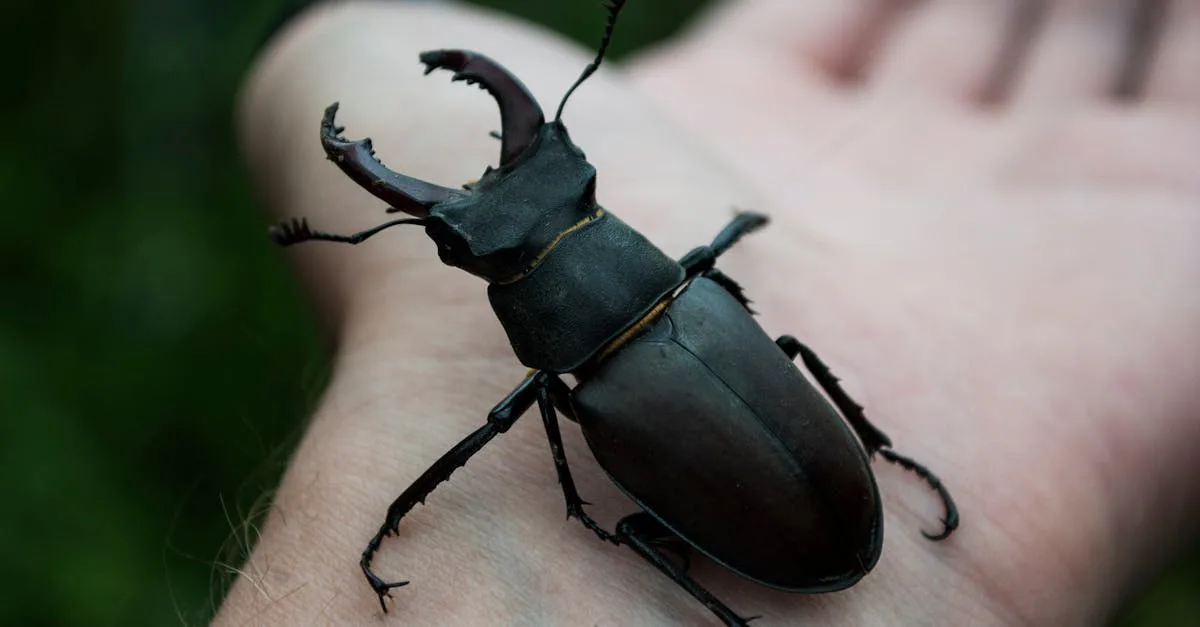 découvrez le lucane dangereux, un coléoptère impressionnant aux mandibules puissantes, connu pour son apparence unique et son comportement fascinant.