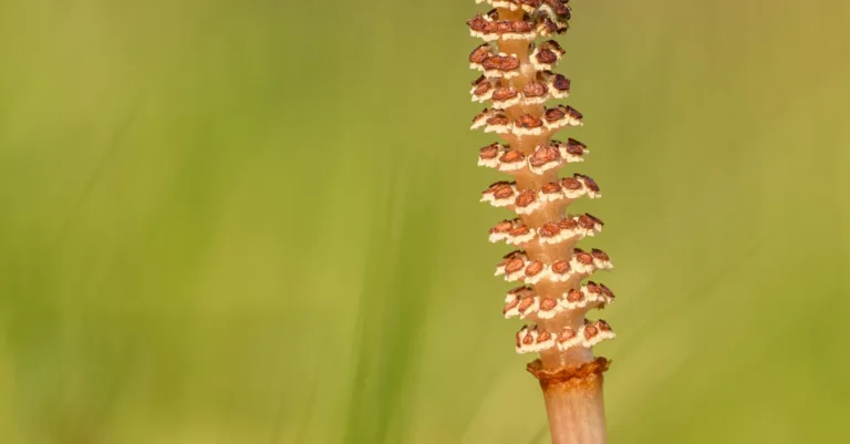 découvrez tout sur la plante horsetail, ses bienfaits, usages médicinaux et conseils de culture.