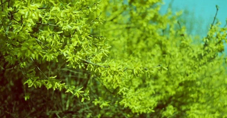apprenez à tailler efficacement un saule pour favoriser sa croissance saine et embellir votre jardin grâce à nos conseils pratiques.