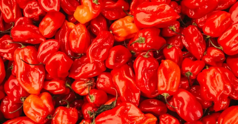 découvrez l'échelle de scoville, une mesure de la force des piments et des aliments épicés, pour mieux comprendre et apprécier les degrés de piquant.