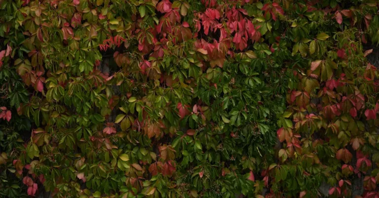 découvrez la verveine, une plante aromatique aux multiples bienfaits pour la santé et la cuisine. apprenez à la cultiver et à l'utiliser au quotidien.