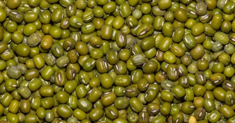 durée de stérilisation des haricots verts : guide complet pour assurer la sécurité et la conservation optimale de vos conserves maison.