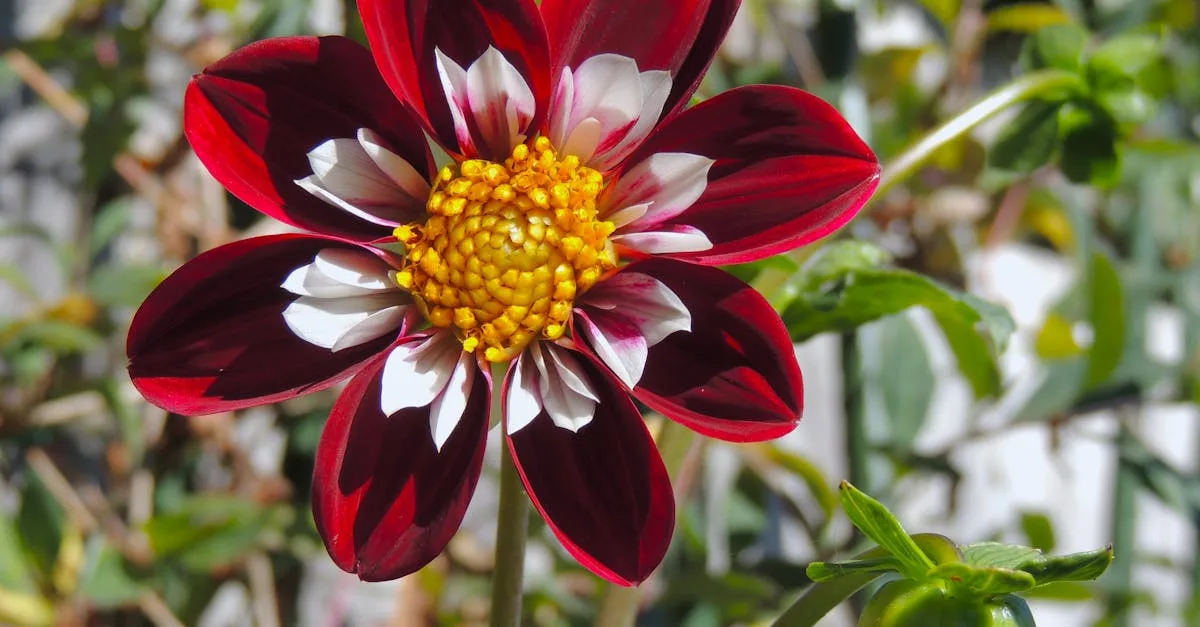 découvrez les fleurs de décembre, symboles de beauté et de saisons, parfaites pour vos arrangements floraux hivernaux.
