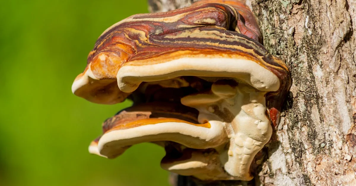 le dry rot est un type de dégradation du bois causé par un champignon, entraînant une détérioration rapide et une fragilisation des structures en bois.