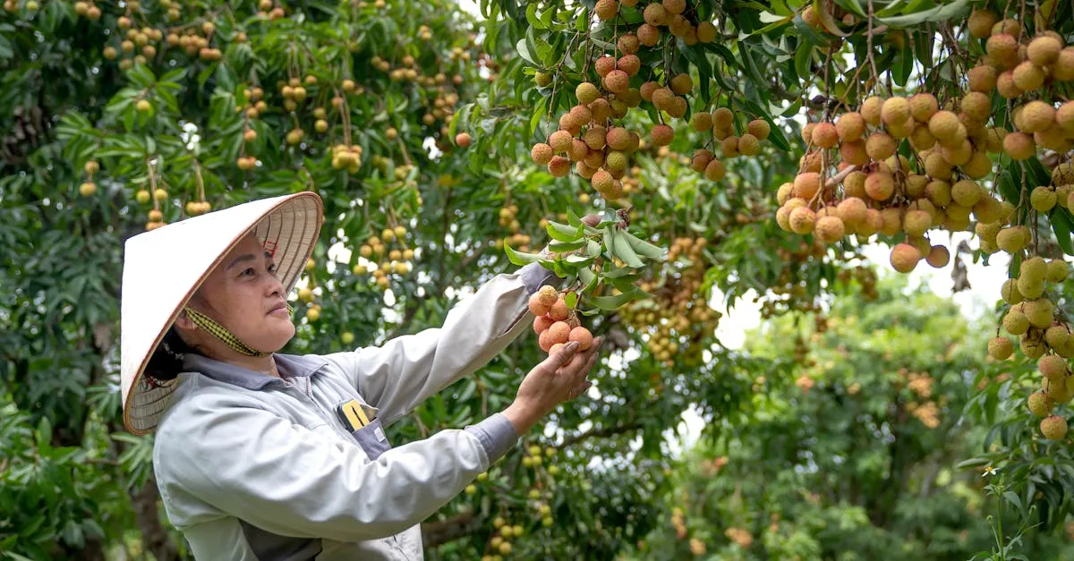 découvrez tout sur l'arbre de litchi : culture, entretien, et conseils pour récolter ces fruits tropicaux délicieux et parfumés.