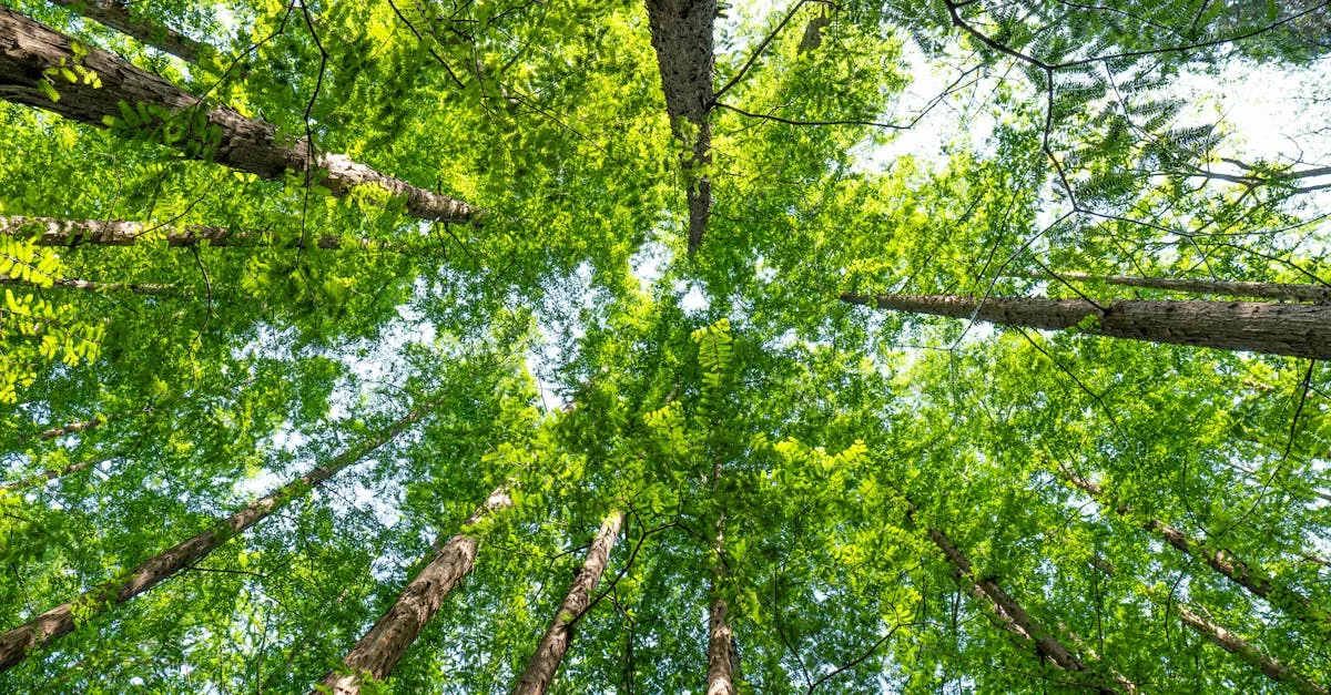 découvrez les réglementations environnementales essentielles pour protéger la nature et assurer un développement durable. informez-vous sur les lois, normes et bonnes pratiques écologiques.