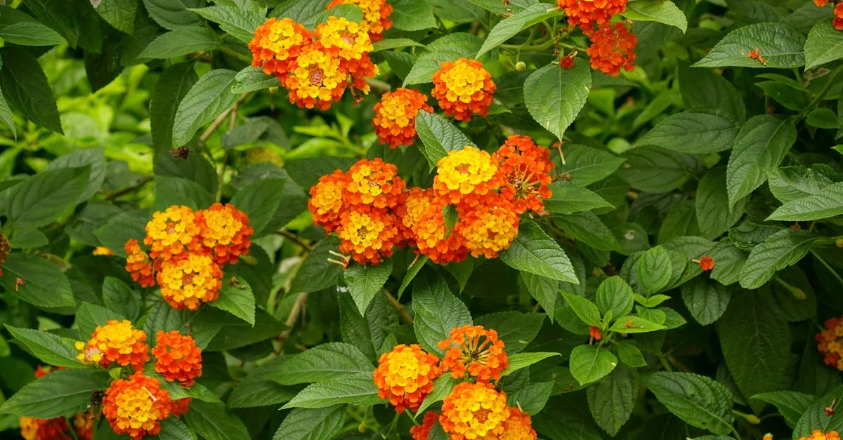 découvrez une liste de fleurs dont le nom commence par la lettre t, pour enrichir votre jardin ou votre savoir botanique.