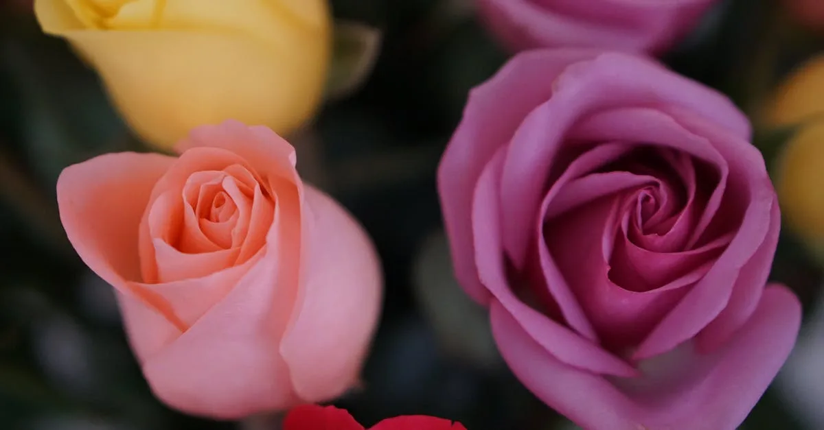 découvrez la signification des roses, leurs différentes couleurs et ce qu'elles symbolisent pour exprimer vos sentiments avec élégance.