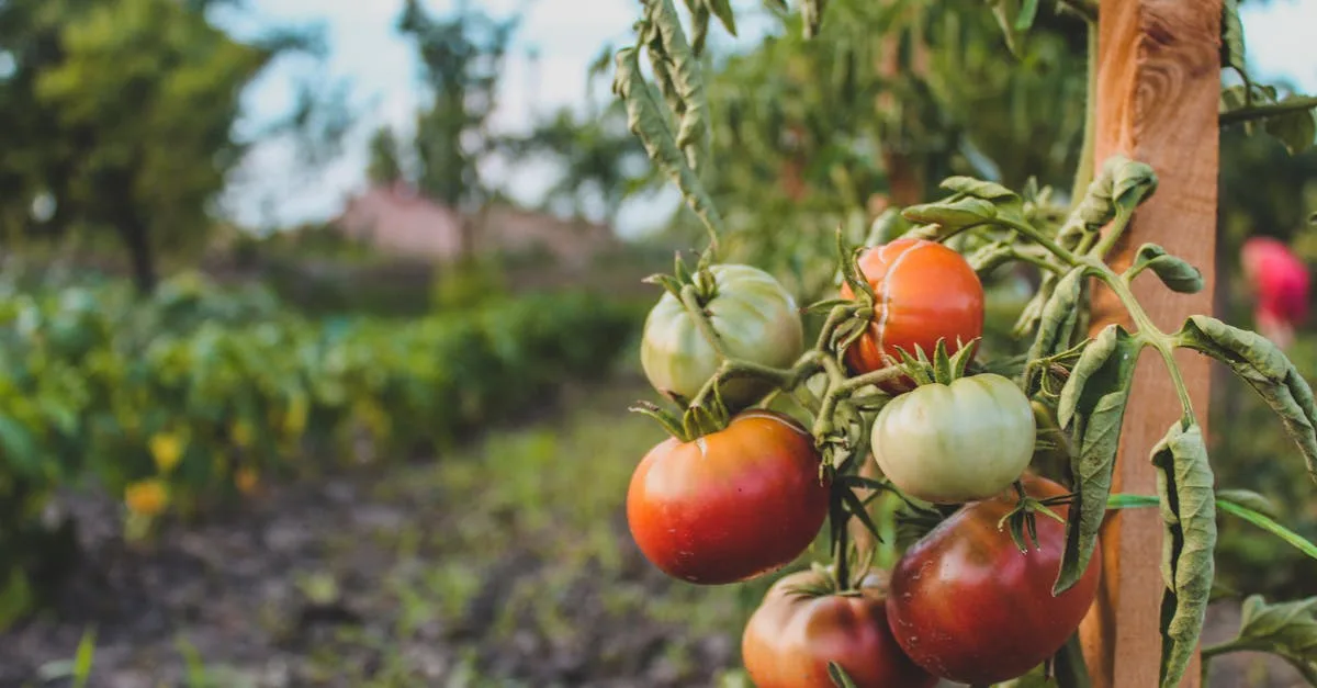 découvrez les techniques efficaces pour la production de fruits de tomate, de la culture à la récolte, afin d'obtenir des tomates savoureuses et de qualité.