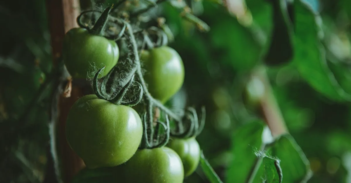 découvrez tout sur la production de fruits de tomate : techniques de culture, conseils pour optimiser le rendement et amélioration de la qualité des récoltes.