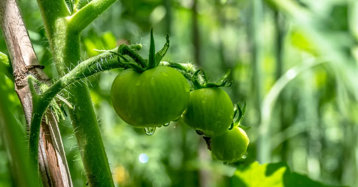 découvrez les causes courantes du curling des feuilles de tomate et apprenez des solutions efficaces pour protéger vos plants et assurer une récolte abondante.