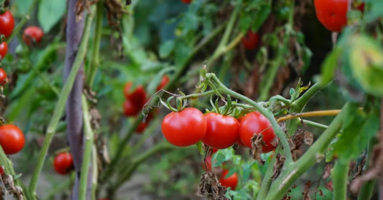 découvrez les causes et solutions au curling des feuilles de tomate pour protéger vos plants et assurer une bonne récolte.