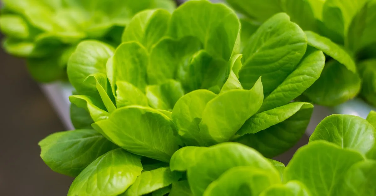 découvrez l'aquaponie, une méthode durable combinant élevage de poissons et culture de plantes en symbiose pour un jardinage écologique et productif.