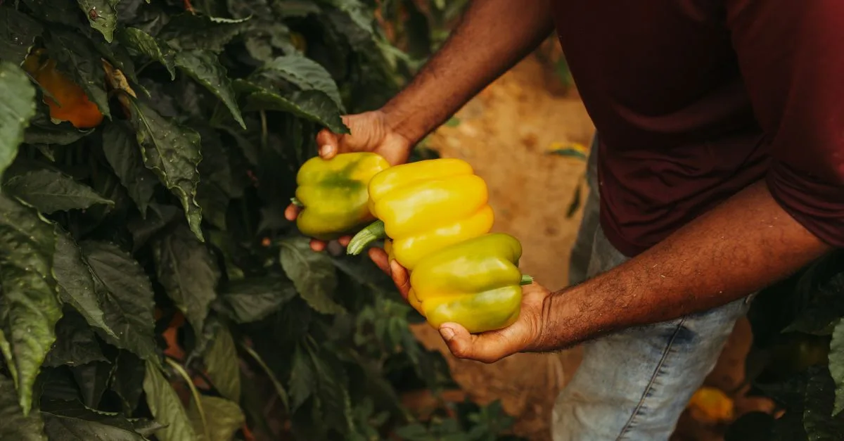 découvrez le processus de maturation des poivrons, de leur croissance verte à leur pleine coloration, et apprenez comment optimiser leur récolte pour des saveurs maximales.
