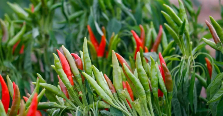 découvrez le processus de maturation des poivrons, de leur croissance à leur belle couleur éclatante, prêts à être récoltés.