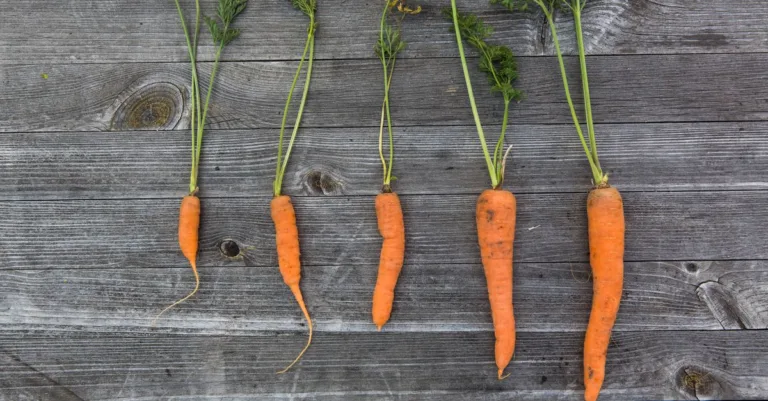 découvrez les causes et solutions liées à la déformation des carottes, un phénomène courant affectant la qualité et la croissance des légumes.