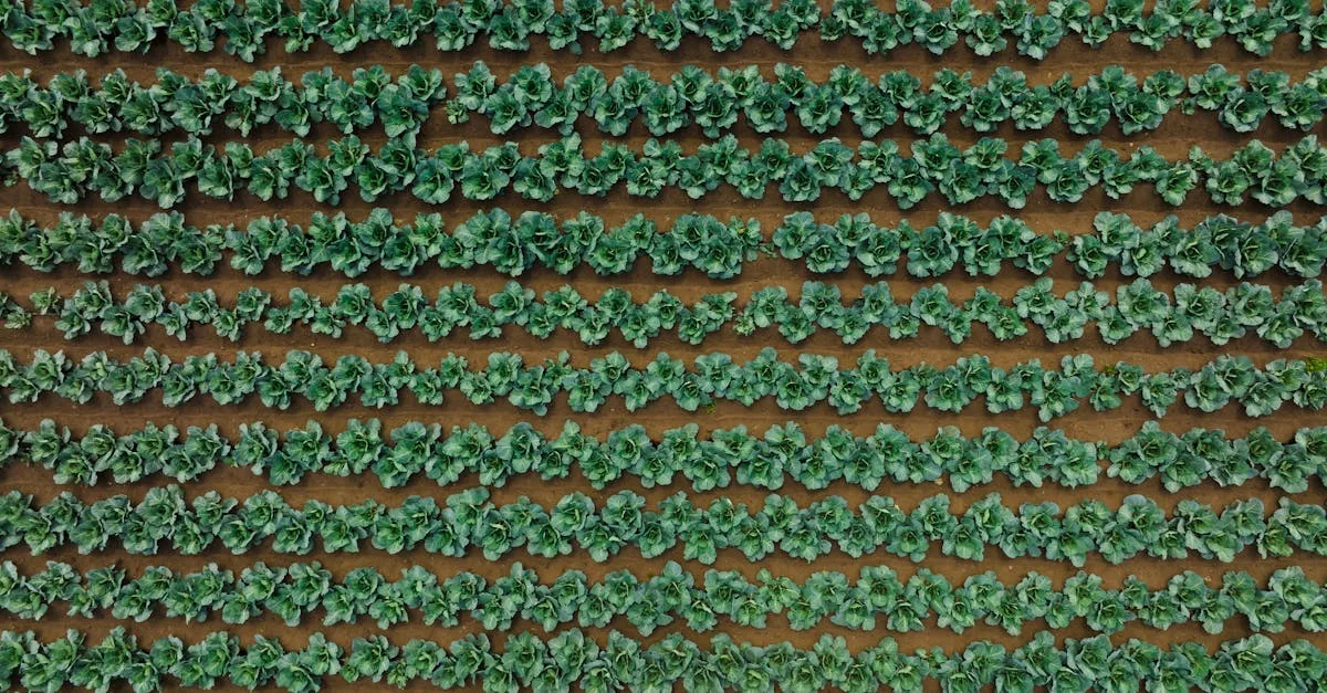 découvrez l'importance de la rotation des cultures pour améliorer la fertilité des sols, réduire les maladies et augmenter les rendements agricoles de manière durable.