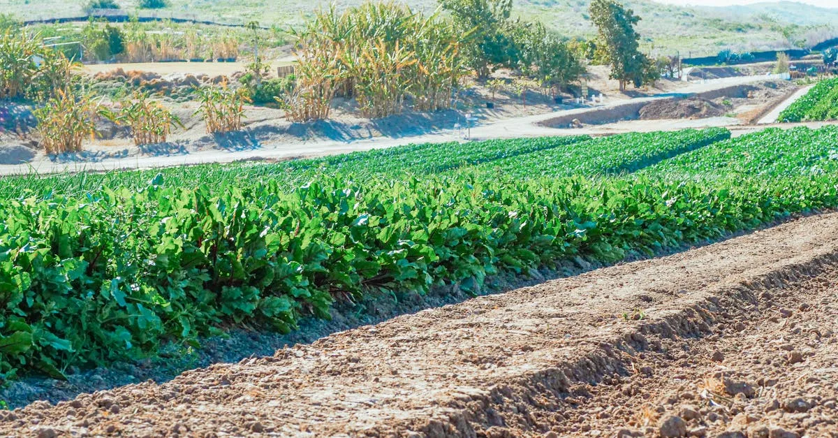découvrez les avantages de la rotation des cultures pour améliorer la qualité du sol, augmenter les rendements agricoles et réduire les maladies des plantes.