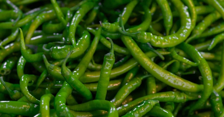 découvrez une sélection de légumes résistants à la chaleur, idéaux pour les jardins et cultures en climat chaud.