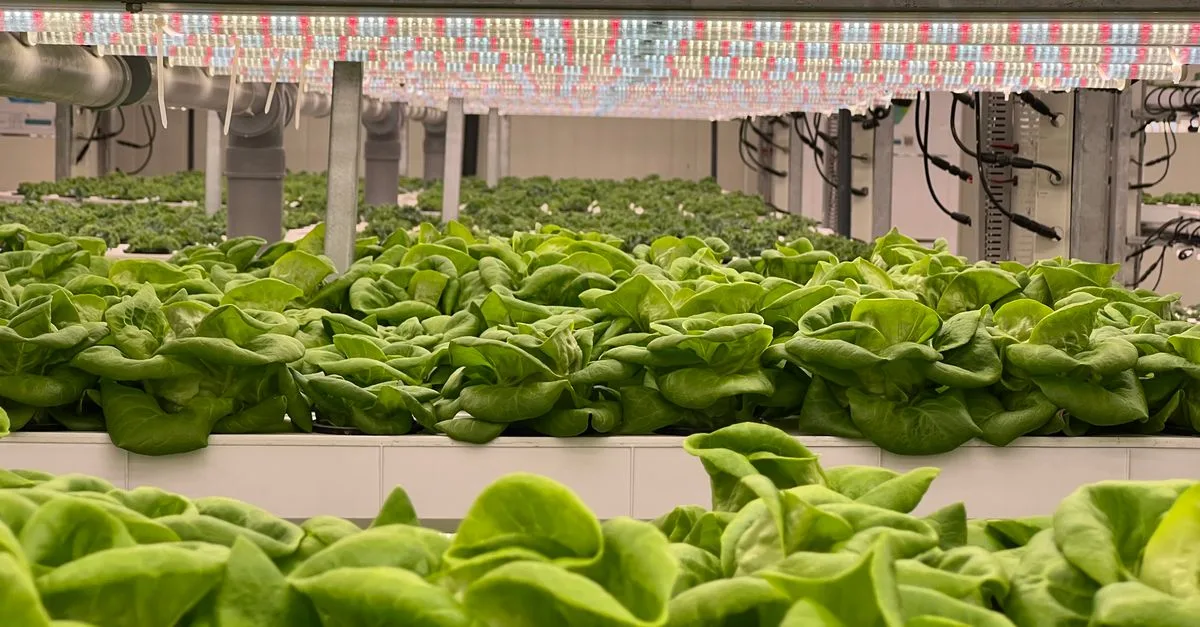 découvrez l'agriculture écologique innovante, des pratiques durables qui respectent l'environnement tout en améliorant la productivité et la biodiversité.