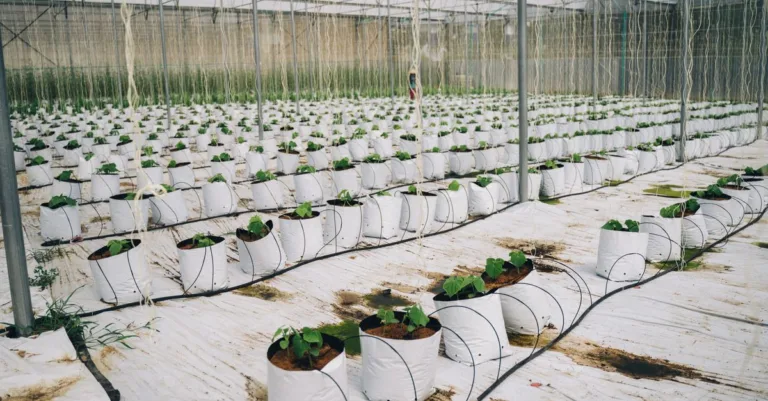 découvrez l'agriculture écologique innovante, alliant techniques durables et respect de l'environnement pour un avenir agricole responsable et productif.