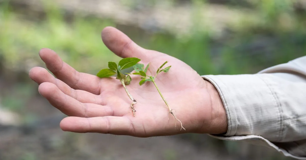 découvrez tout sur les semis : conseils de culture, meilleures pratiques et astuces pour réussir vos jeunes plantes dès leurs débuts.