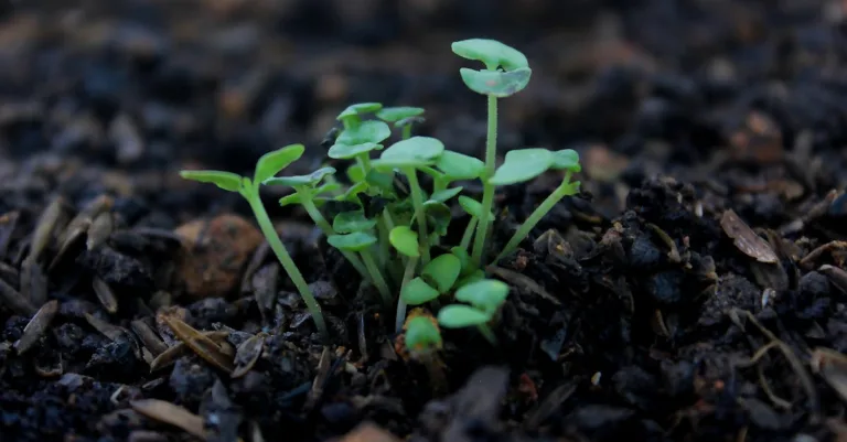 découvrez nos jeunes plants vigoureux, idéaux pour démarrer votre jardin avec succès. des semis de qualité pour une croissance rapide et saine de vos plantes.