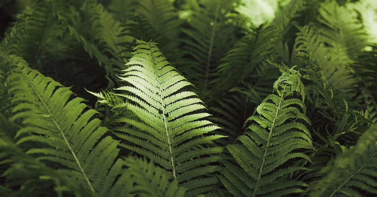 découvrez des techniques et conseils pour jardiner à l'ombre et créer un espace vert luxuriant même dans les zones peu ensoleillées.