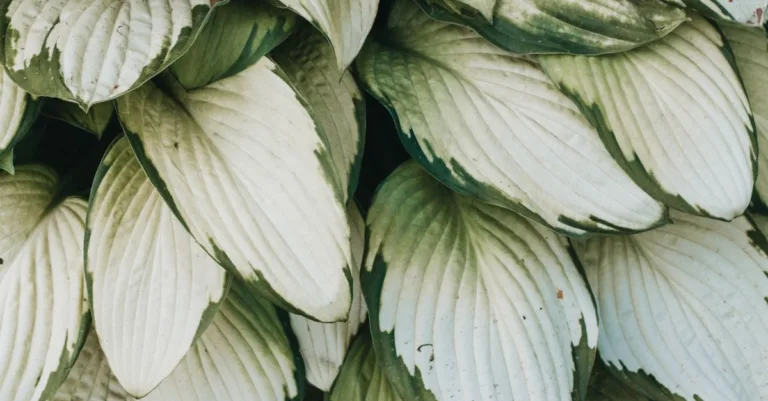 découvrez des conseils et astuces pour un jardin ombragé florissant avec shady gardening, votre guide expert pour cultiver sous l'ombre.