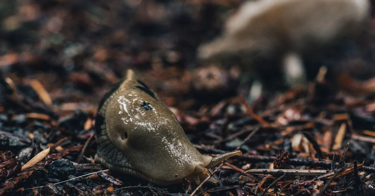 découvrez la protection naturelle contre les limaces grâce à des solutions biologiques efficaces et respectueuses de l'environnement.