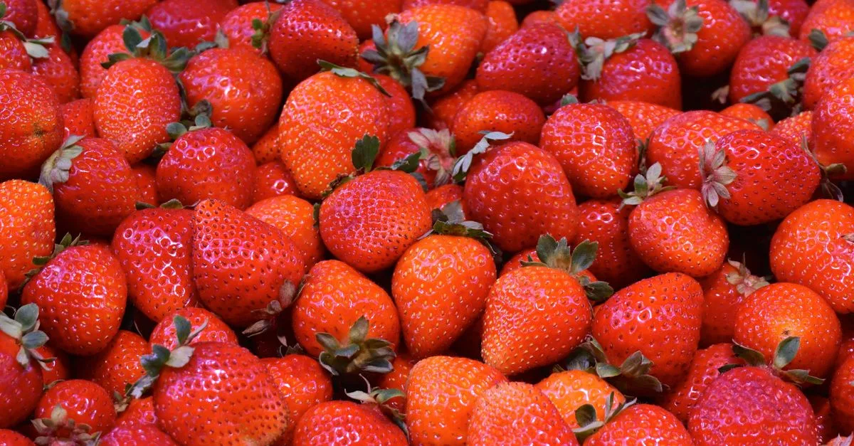 découvrez tout sur les fraises : bienfaits, variétés, conseils de culture et recettes gourmandes pour profiter pleinement de ce fruit délicieux.