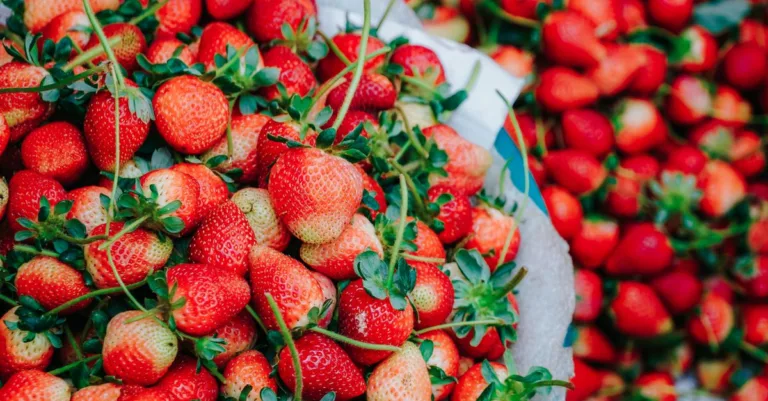 découvrez tout sur les fraises : bienfaits, recettes savoureuses et astuces pour choisir et conserver ces fruits rouges délicieux.