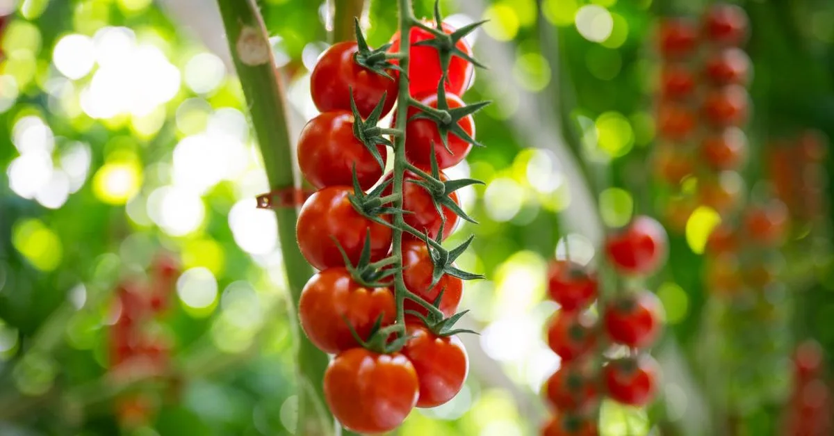 découvrez comment détecter et corriger les carences en eau et nutriments chez la tomate pour optimiser leur croissance et leur rendement.