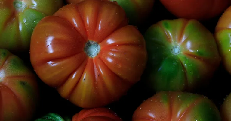 découvrez comment l'eau et les carences en nutriments affectent la croissance des plants de tomate, et apprenez des solutions pour optimiser leur santé et rendement.