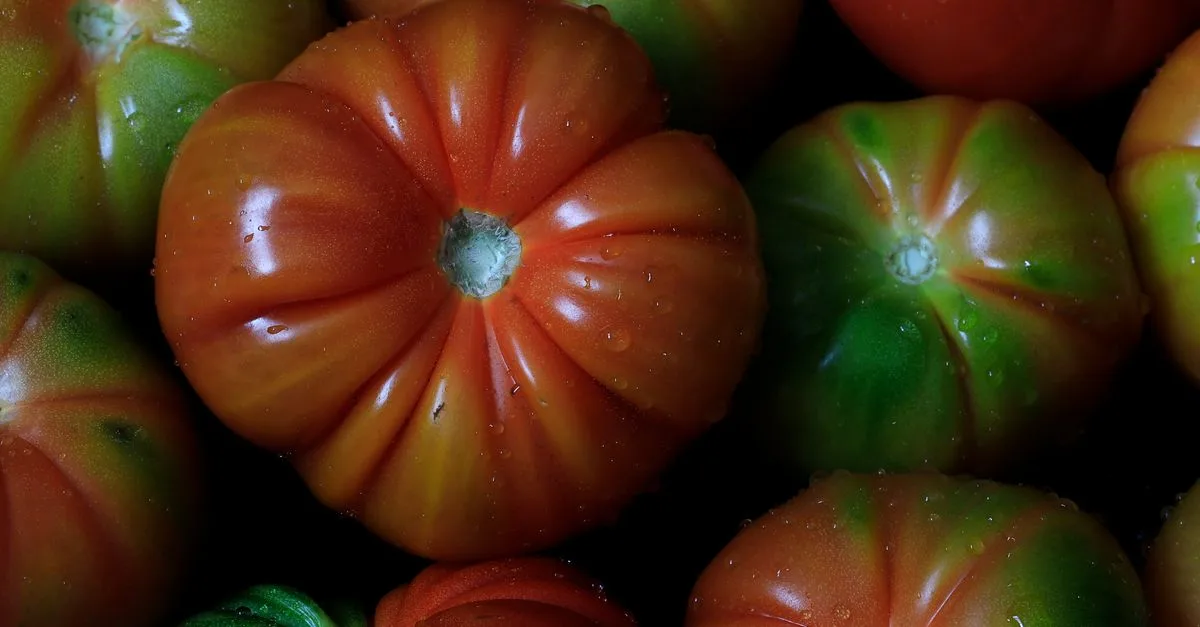 découvrez comment l'eau et les carences en nutriments affectent la croissance des plants de tomate, et apprenez des solutions pour optimiser leur santé et rendement.