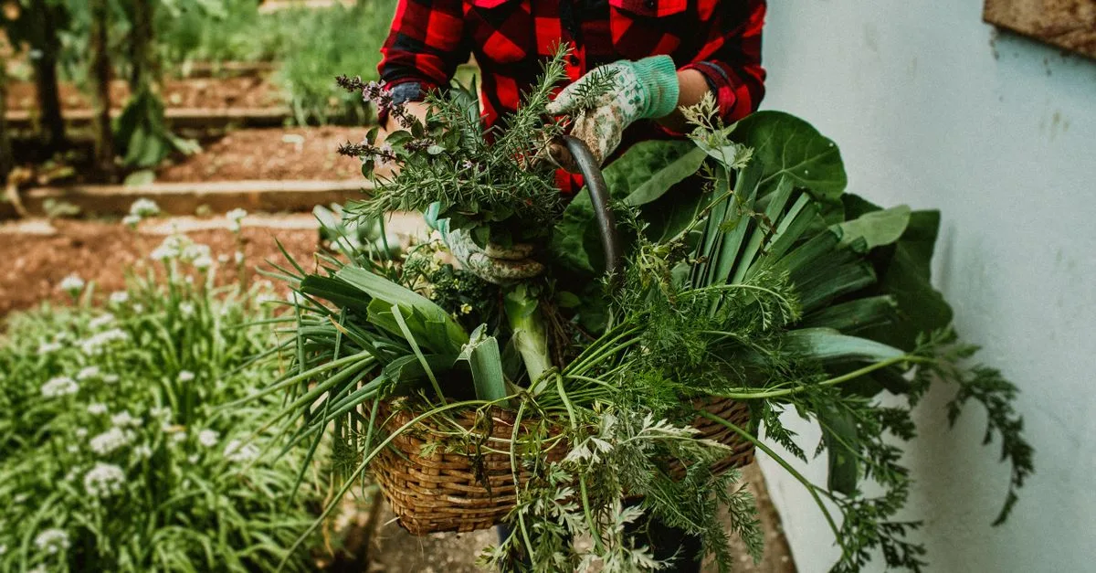 découvrez les légumes à planter en août pour un potager réussi : conseils pratiques et sélection des meilleures variétés adaptées à cette saison.