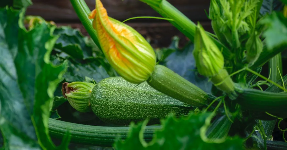 découvrez quels légumes planter en août pour un potager productif, avec des conseils adaptés à la saison pour réussir votre jardin.