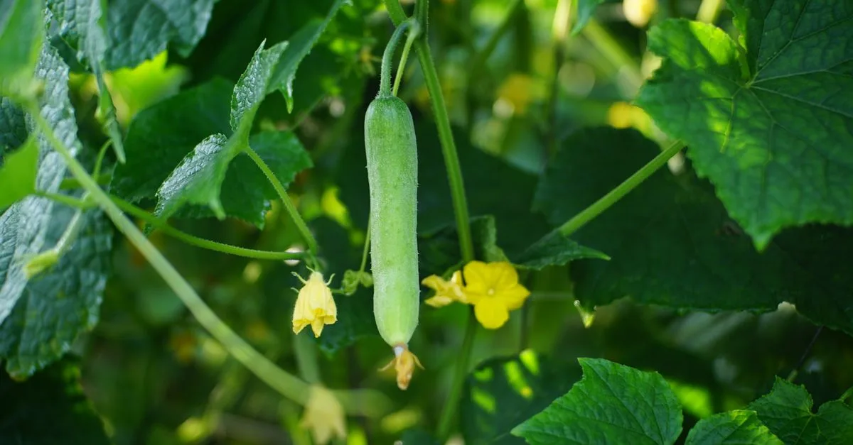 découvrez les causes du jaunissement des concombres et comment y remédier pour cultiver des légumes sains et savoureux.