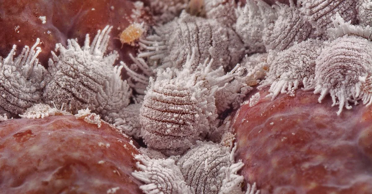 découvrez tout sur les pucerons : identification, prévention et méthodes naturelles pour protéger vos plantes efficacement.