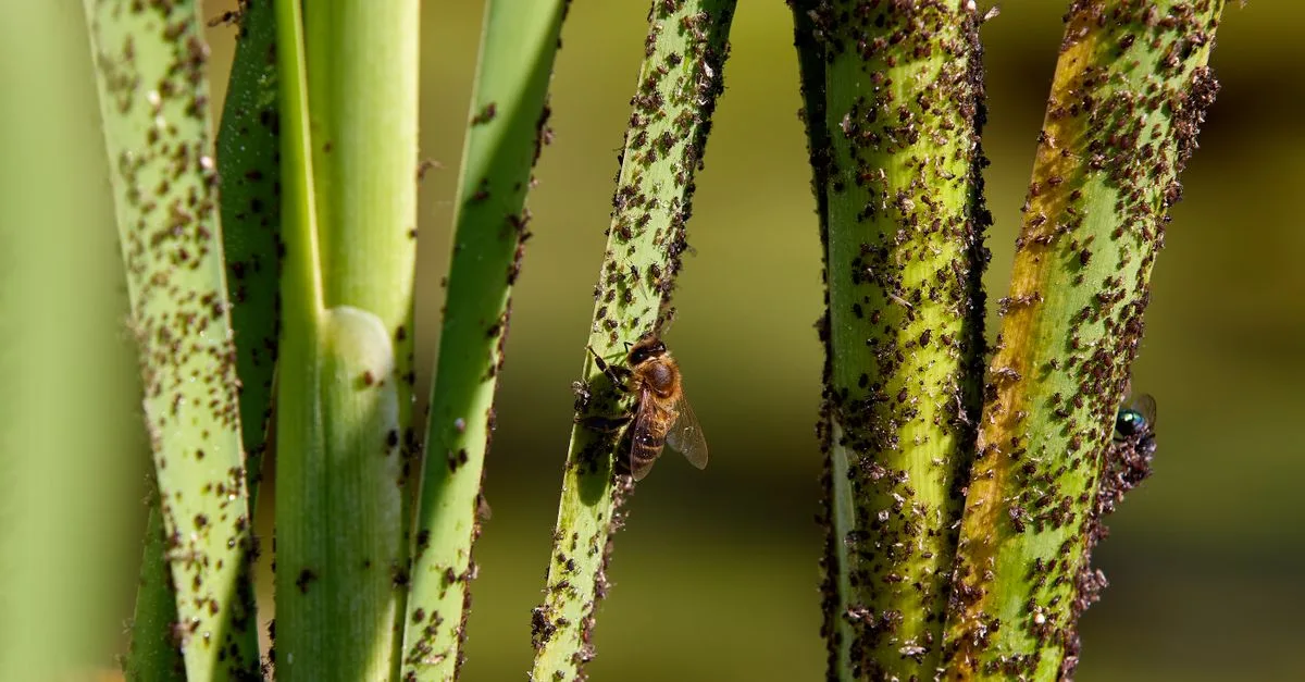 découvrez tout sur les pucerons : identification, impacts sur les plantes et méthodes efficaces pour les contrôler et les éliminer.