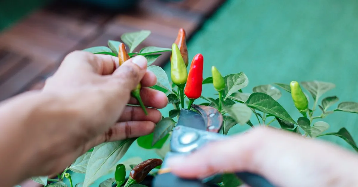 découvrez comment cultiver facilement des légumes en contenant, même avec peu d'espace, pour une récolte fraîche et savoureuse chez vous.