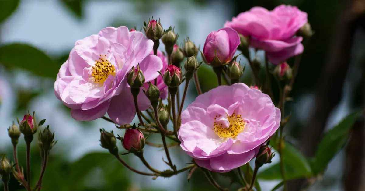 découvrez la beauté éclatante des roses en pleine floraison, symboles d'amour et de passion.