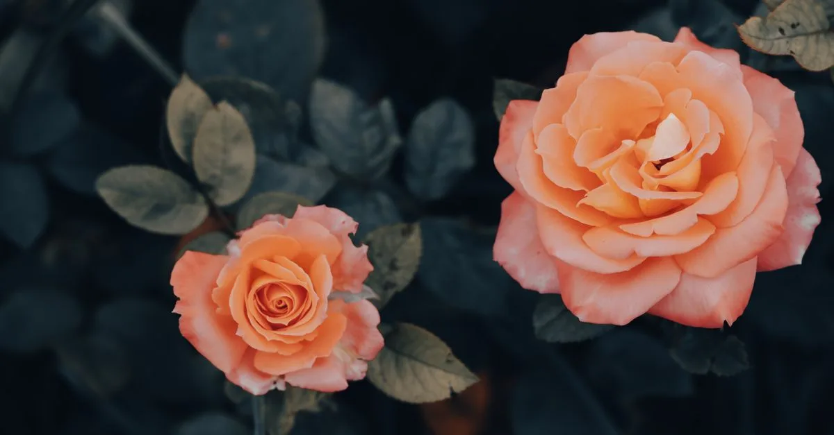 découvrez la beauté des roses en pleine floraison, un spectacle naturel enchanteur qui apporte couleur et parfum à votre jardin.