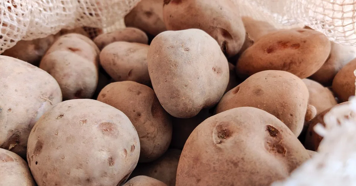 découvrez l'histoire fascinante des petites pommes de terre, leurs variétés, utilisations culinaires et astuces pour les cuisiner facilement.